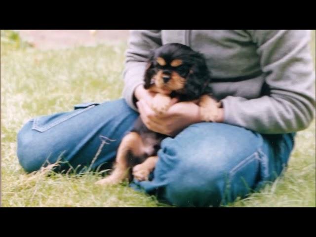 10 Hours of a Cavalier King Charles Spaniel Barking