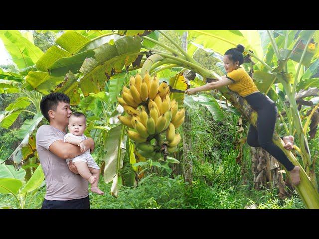 [30 DAYS] Harvest Banana, Melon, Lemons, Guava and Grapefruit go to market sell- Happy Family