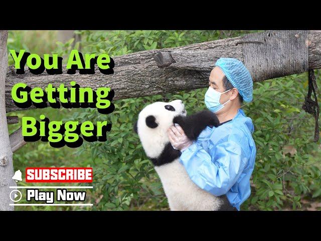 Can I Help The Nanny Weigh This Panda Baby? | iPanda