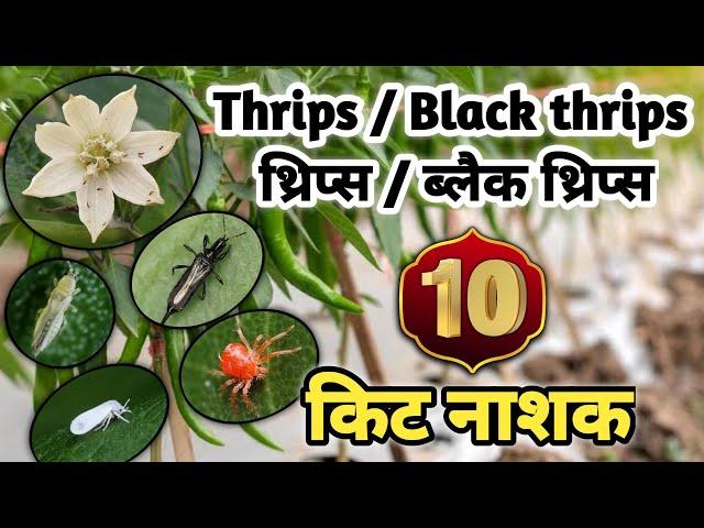 Black Thrips Control In Chilli | Black Thrips Control Insecticide | Black Thrips