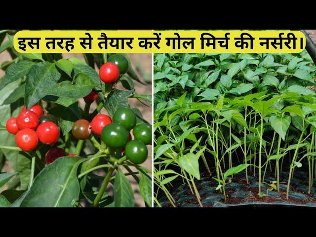 How to grow red round chilli at home गोल मिर्ची कैसे उगाएं।