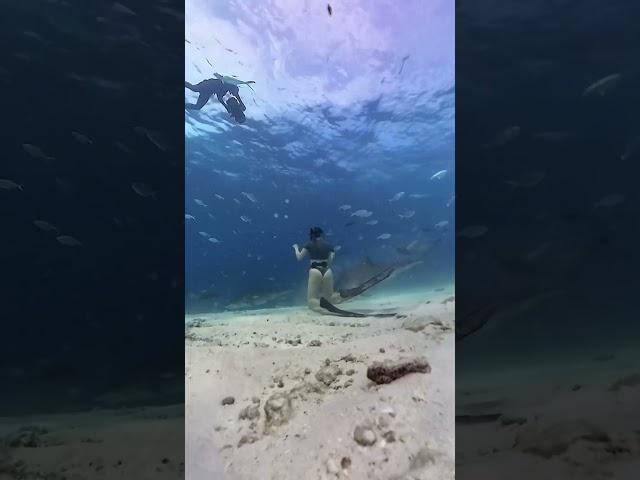 Surrounded by tiger SHARKS