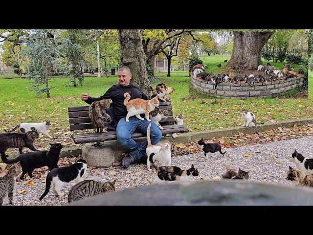 The most loyal friends in the world who will always make you happy are Istanbul Stray Cats.