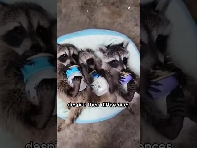 Raccoon babies found while walking the dog #animals #love #shorts