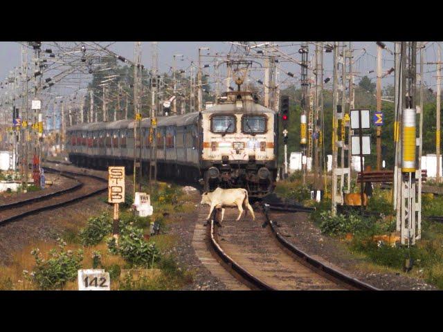 Live Train accident! Train Hits Cow Crossing Railway Line At High Speed!