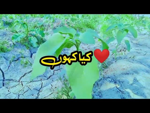 new video shairy sajjadaliliskani