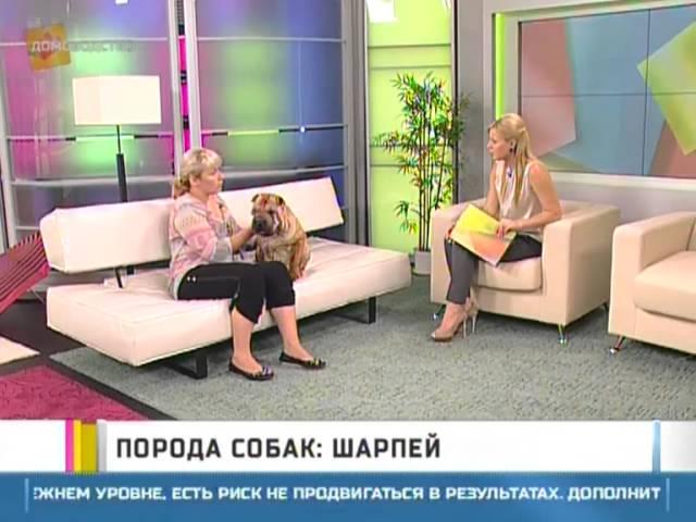 Порода собак: шарпей