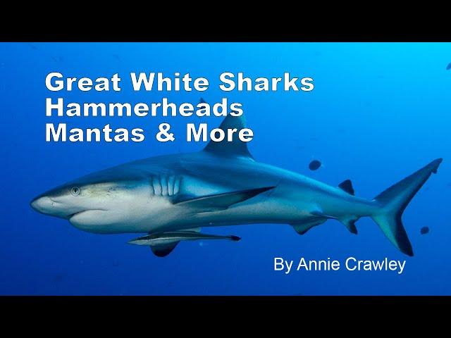 Great White Sharks Hammerhead Sharks Mantas and More by Annie Crawley