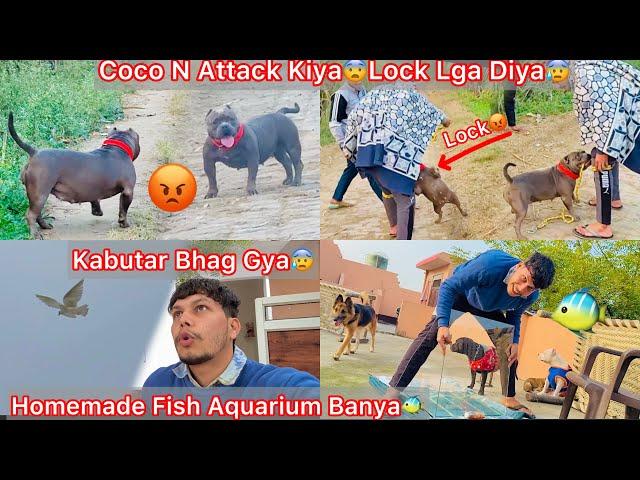 Homemade Fish Aquarium Bnaya||Coco Pregnant Or Not ? Coco N Bhagat K Dost Ko Pakad LeaLock LgaDea