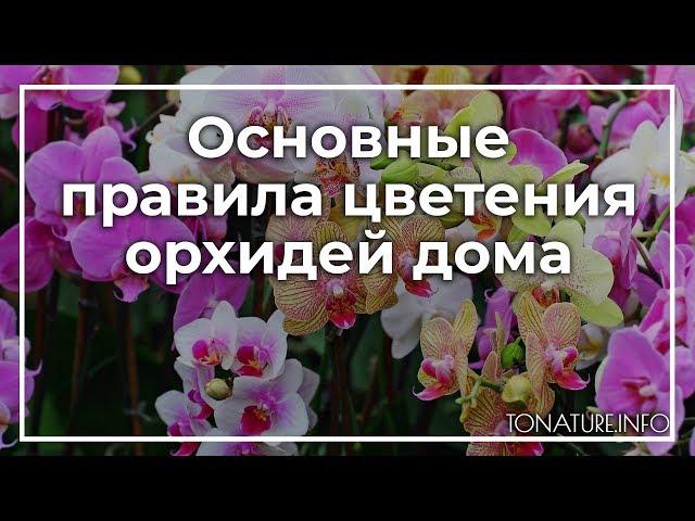 Основные правила цветения орхидей дома | toNature.Info