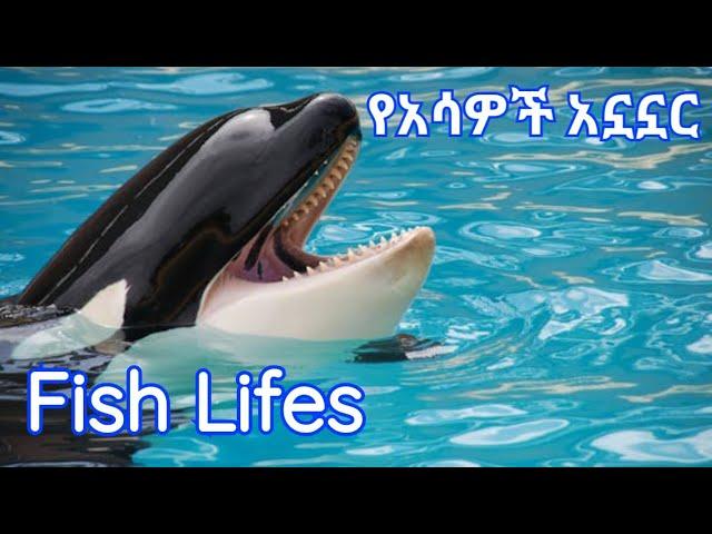 Fish Lifes / የአሳዎች አኗኗር ከሚያምር ክላሲካል ጋር / Any Media