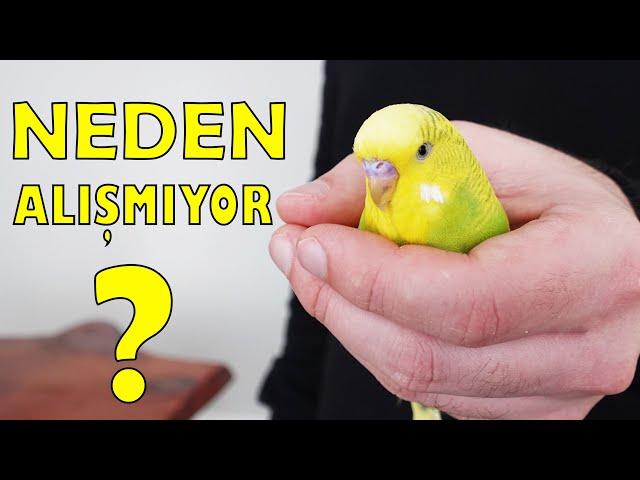 Muhabbet Kuşum Neden Alışmıyor 14 Sebebi