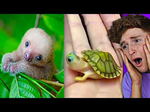 Try Not To Say AWW Challenge.. (CUTEST EVER)