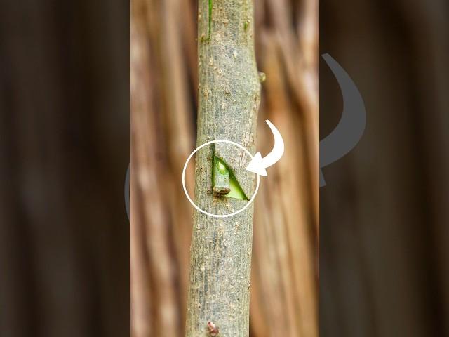 Unique grafting techniques, Gardening tricks #shortsfeed #satisfying #grafting #shorts