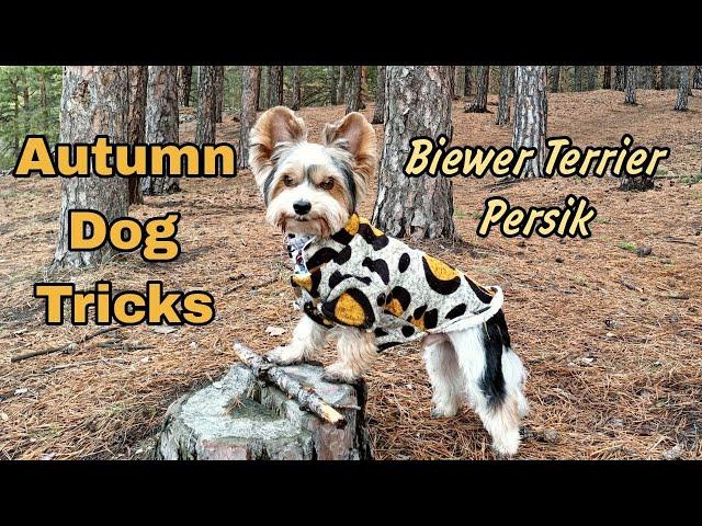 DOG TRICKS by Biewer Terrier Persik || Autumn 2022 