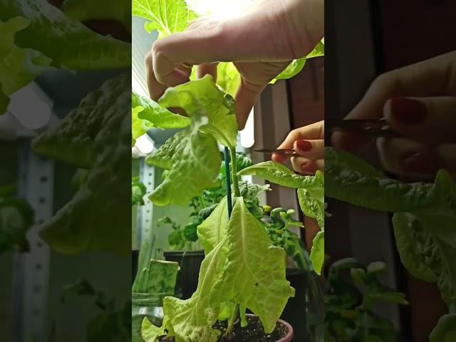 Ответ на токсичный комментарий #салат