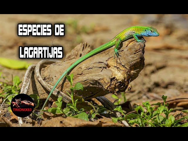 Lagartijas que puedes tener como mascota (ESPECIES DE LAGARTIJAS)