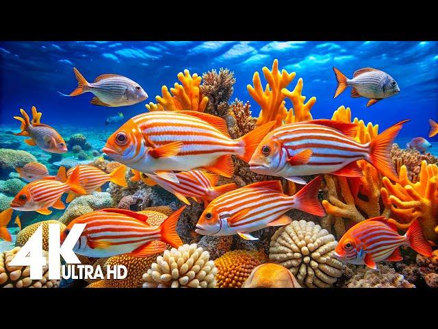 The Best 4K (ULTRA HD) Aquarium  Beautiful Coral Reef,The World Of Sea Jellyfish- Relax  Music