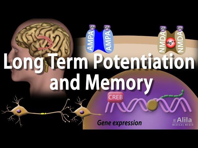 Long Term Potentiation and Memory Formation, Animation