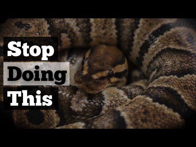 5 MISTAKES Ball Python Owners Make