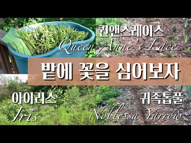 밭에심는꽃/아이리스/귀족톱풀/퀸앤스레이스 - Iris, Noblessa Yarrow and Queen Anne’s lace in wild field