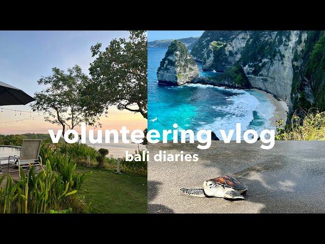 volunteering vlog || Schildkröten-Projekt auf Bali & die Insel erkunden