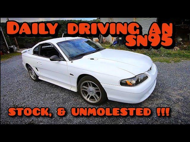 An Honest, REALISTIC, Sn95 Mustang Review.