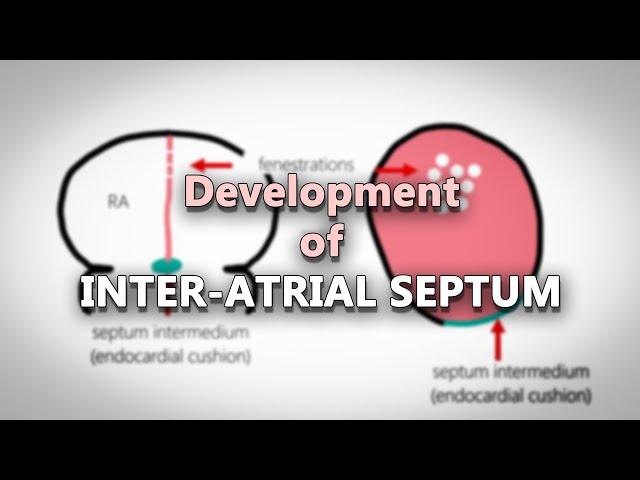 Interatrial septum development | Embryology made easy