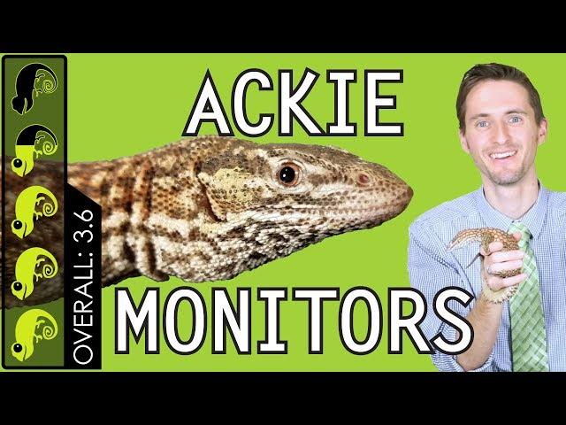 Ackie Monitor, The Best Pet Lizard?