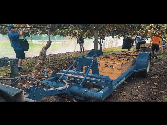 Transtak 1500L Soft Ride Bin Trailers Operating in Kiwifruit