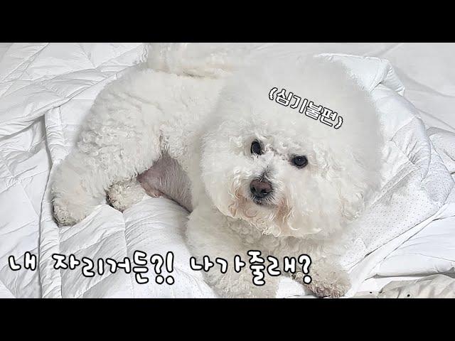 강아지랑 침대 자리 때문에 다퉜어요