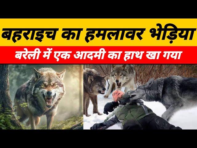 Bahraich Wolf Attack : बहराइच के बाद अब बरेली से भी भेड़िए के हमले की घटना सामने आ रही है |#wolfnews