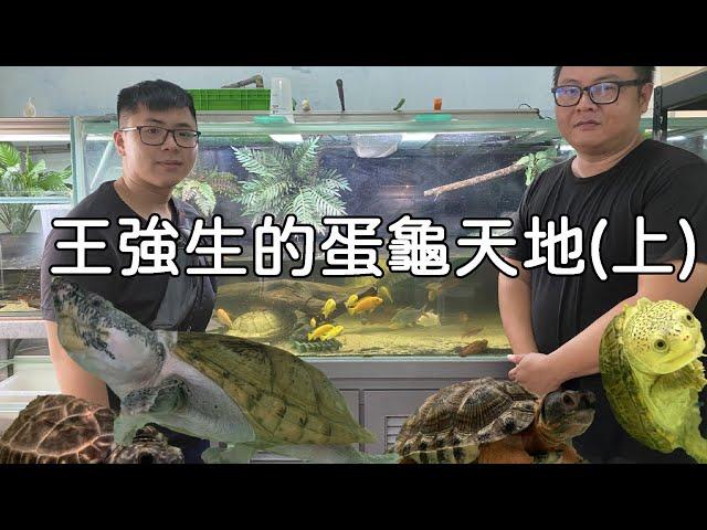 超專業蛋龜繁殖場!!!去一探究竟【九桃分享養爬蟲-《Reptiles》】