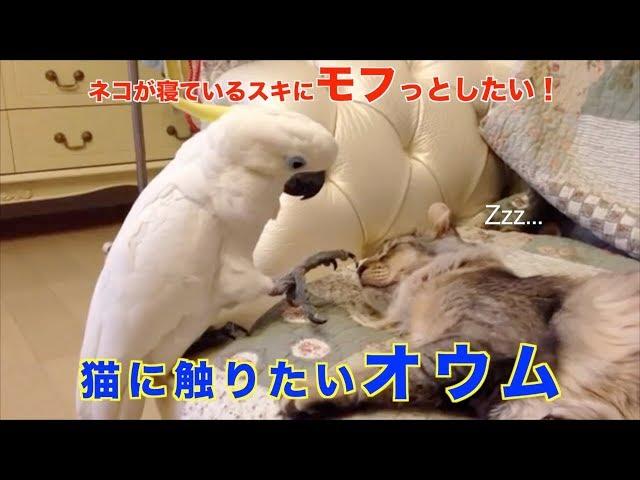 Parrot wants to touch Cat