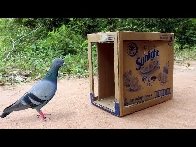 Creative Simple Bird Trap Technique | Quick Pigeon Trap Using Cardboard Box