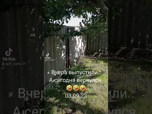Ястреб тетеревятник  спасательная миссия состоялась 