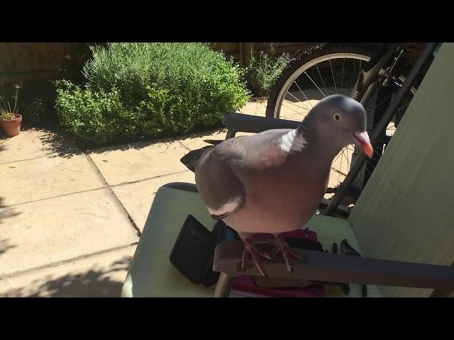 Woodpigeon - cute and clever wood pigeon 