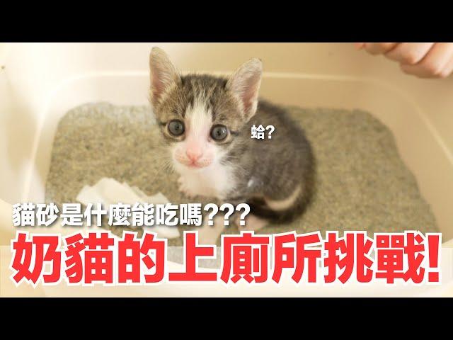 【好味小姐】奶貓的上廁所挑戰！貓砂是什麼能吃嗎？｜好味貓日常178