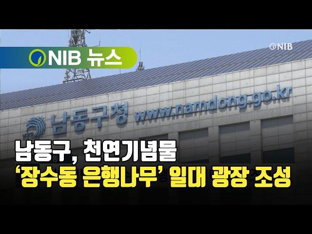 [NIB 뉴스] 남동구, 천연기념물 ‘장수동 은행나무’ 일대 광장 조성