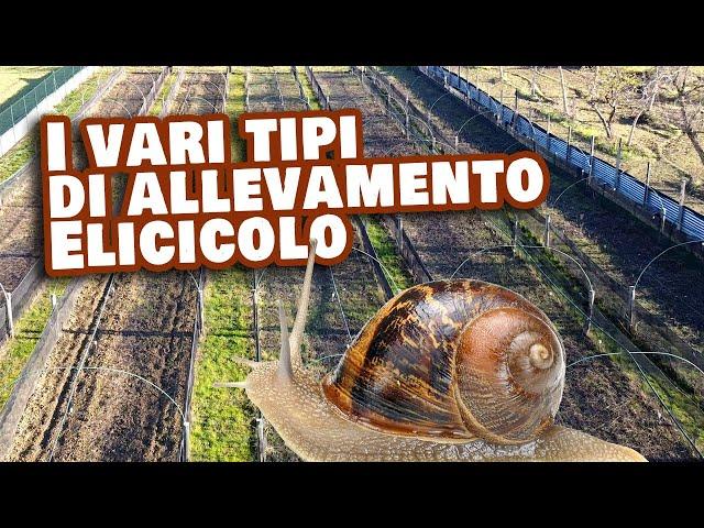 Le diverse tipologie di allevamento di lumache - pro e contro per ognuno di loro!