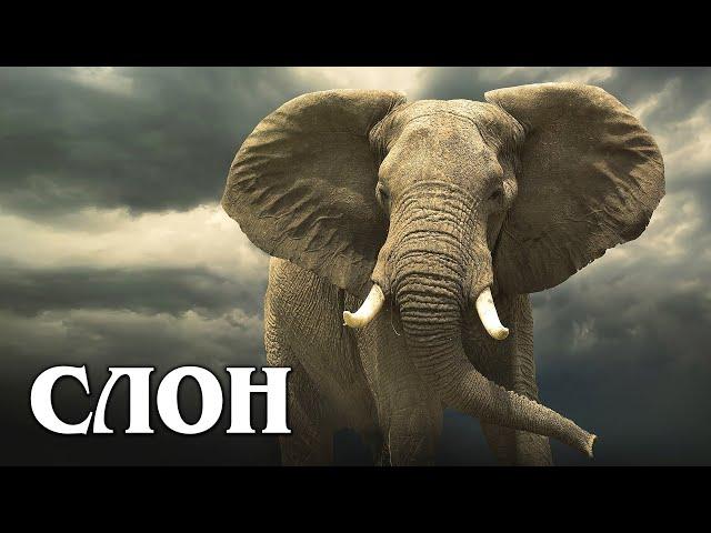 African Elephant: The Largest and Smartest Land Animal | Interesting facts about elephants