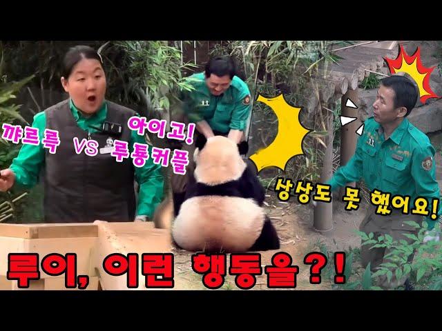 세상에  루이바오 가 처음으로 상상도 못한 행동을 해서 할부지를 놀라게 했어요 ️ 집순이 내보내는데 죽순으로 유인하다 죽순 뺏길뻔한 ?