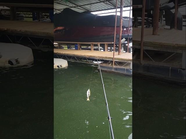 Finicky Post Spawn Bass on Lake Lanier