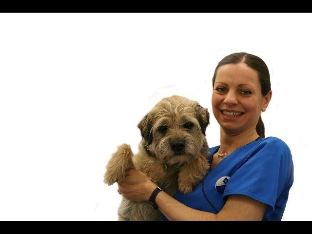 How to check and brush your dogs teeth