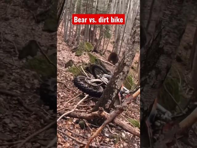 Bear vs. dirt bike rider. Who would win? #dirtbike #motorcycle