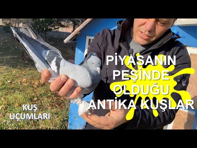 PİYASANIN PEŞİNDE OLDUĞU ANTİKA KUŞLAR - KENAN DEMİRTAŞ TAKLACI GÜVERCİN KÜMES ZİYARETİ