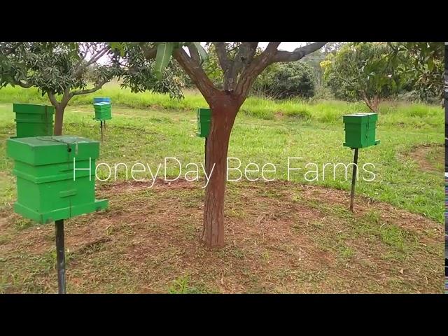 Bee farm/Apiary in Bangalore.ಮಧುವನ