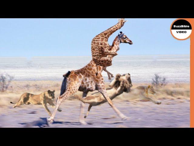 Hungry Lions Pursuit of a Giraffe And Her Baby