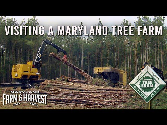 Visiting a Sustainable Tree Farm | Maryland Farm & Harvest