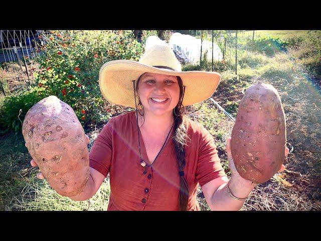 Growing Sweet Potatoes BIGGER than Cabbages in My SUBURBAN GARDEN!